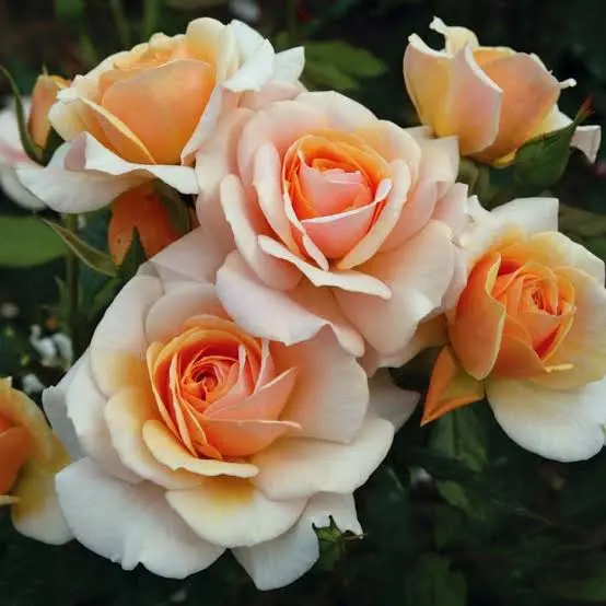 Peach Roses In Bloom