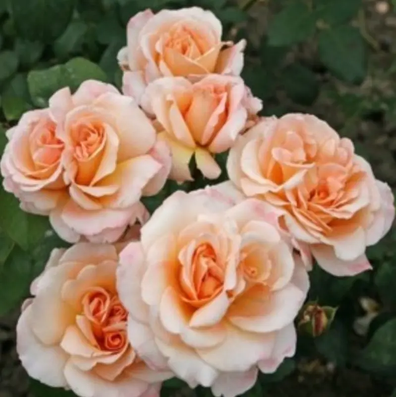 Peach Roses In Full Bloom