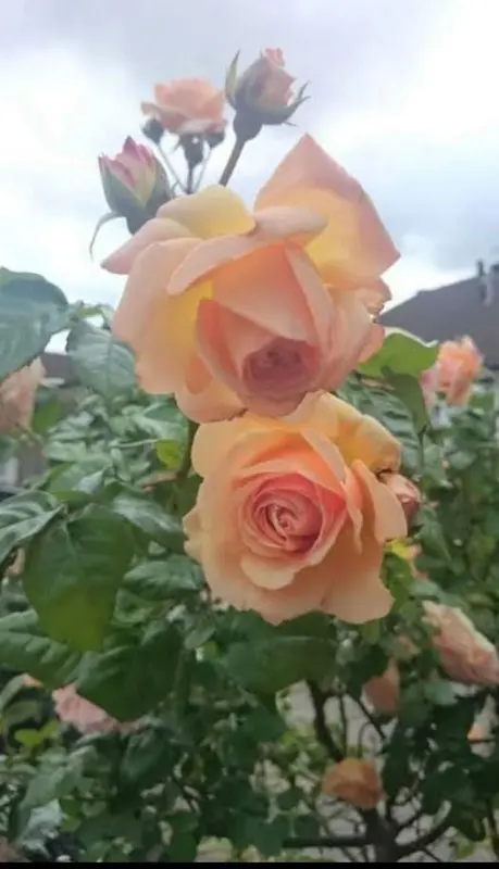 Peach Roses In Garden