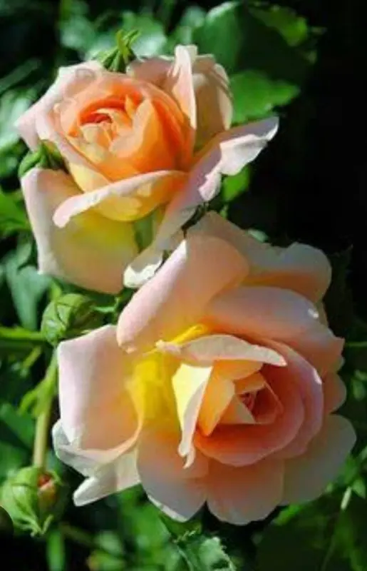 Peachy Pink Roses Blooming