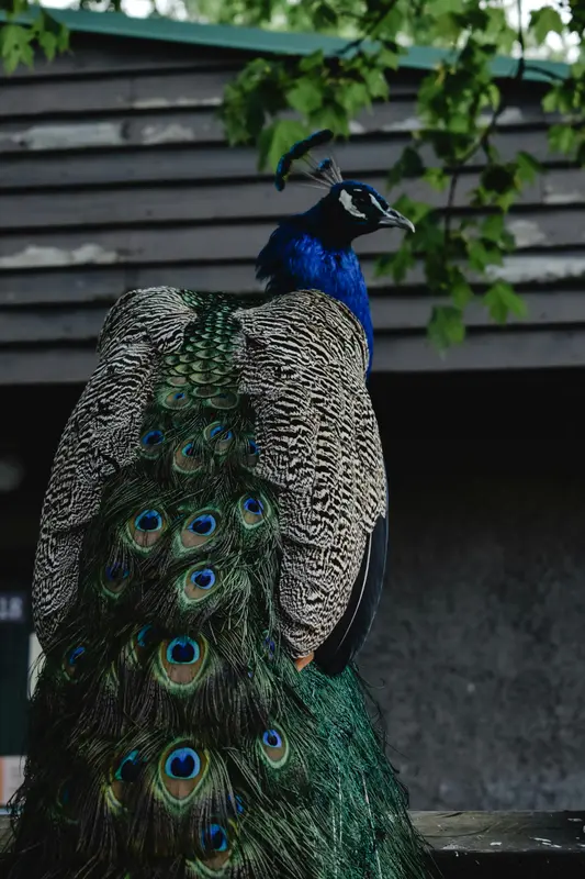 Peacock Vibrant Plumage Display