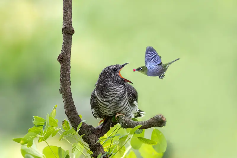 Perched Bird Approached By Flyer