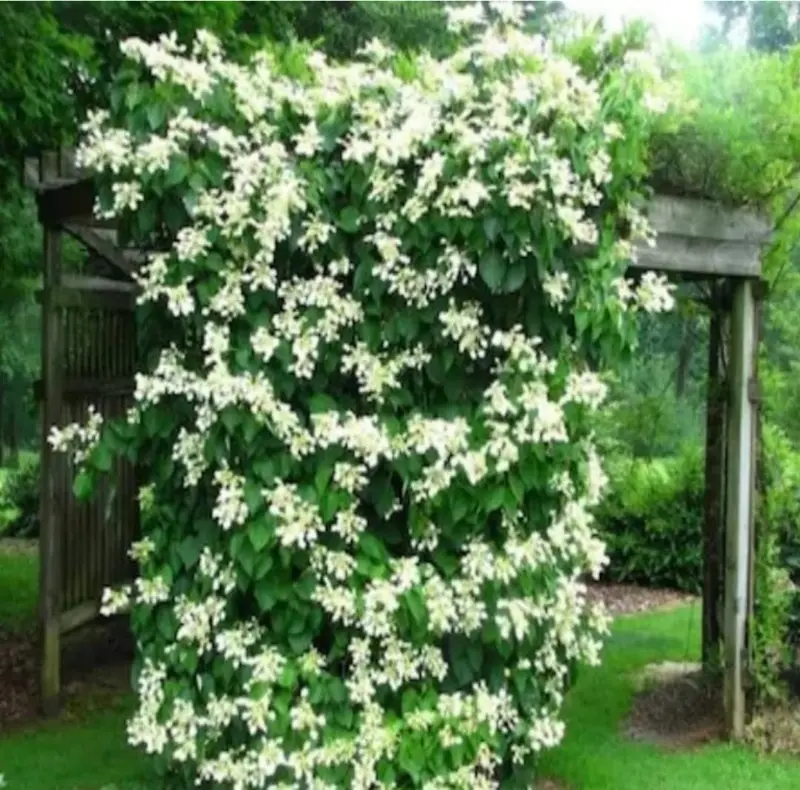 Pergola, Flowers, White, Green