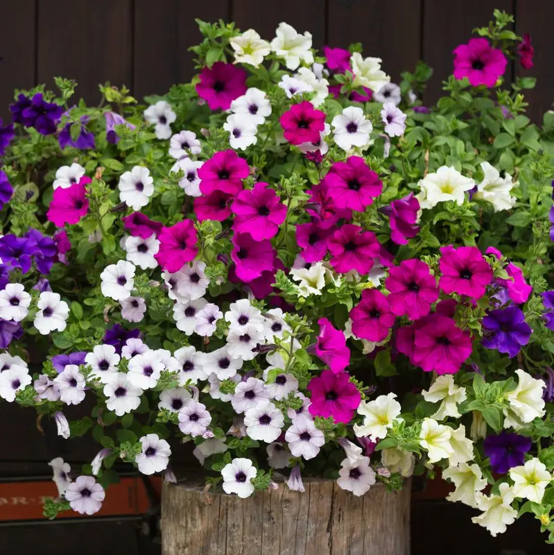Petunia Flowers In Bloom