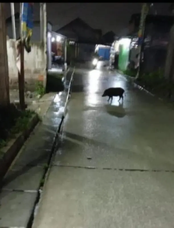 Pig Walks Wet Street Night