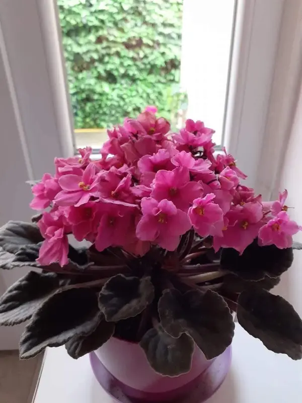 Pink African Violet Plant