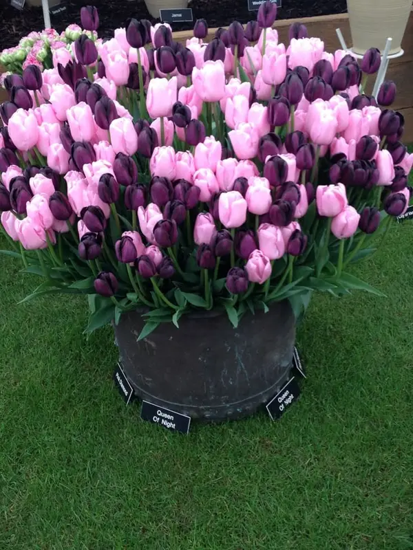 Pink And Dark Purple Tulips