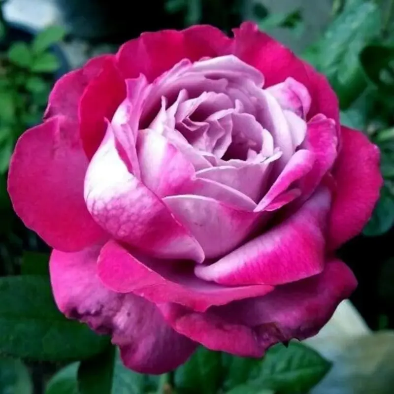 Pink And Purple Rose