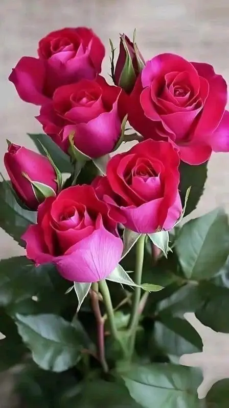 Pink And Red Roses