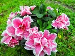 Pink And White Azaleas Bouquet