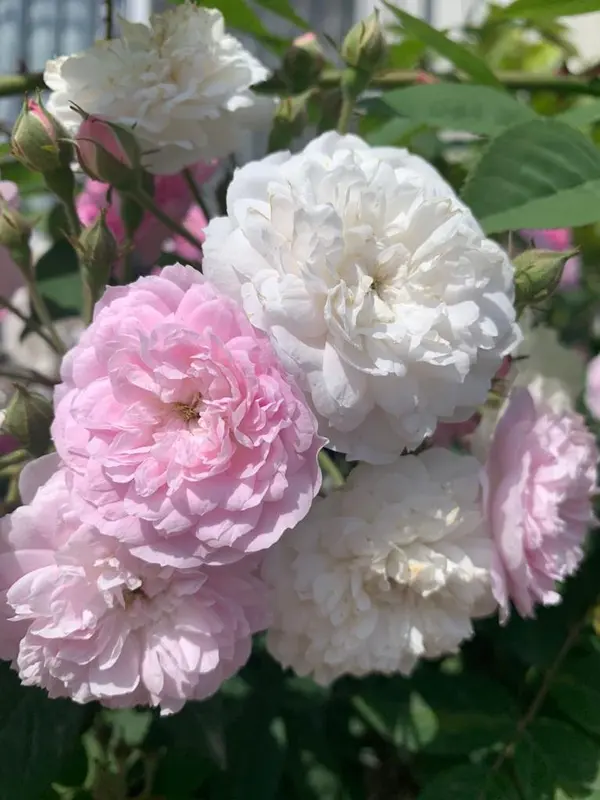 Pink And White Double Roses