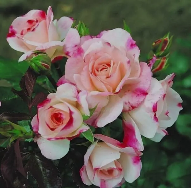 Pink And White Speckled Roses