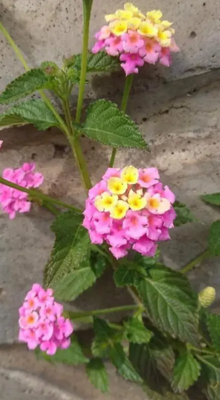 Pink And Yellow Flowers