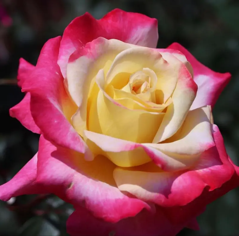 Pink And Yellow Rose