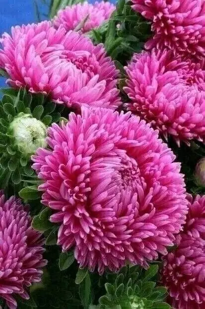 Pink Aster Flowers Close-up