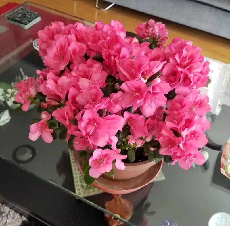Pink Azalea On Glass Table