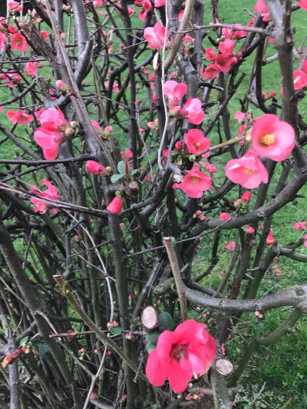 Pink Blooms On Pruned Bush