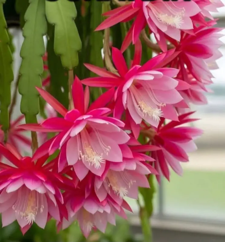 Pink Blossoms In Bloom
