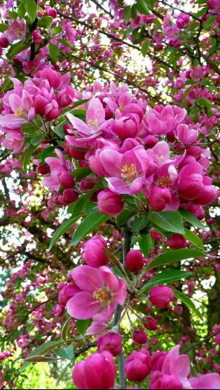 Pink Blossoms In Full Bloom