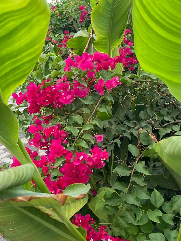 Pink Bougainvillea And Green Leaves
