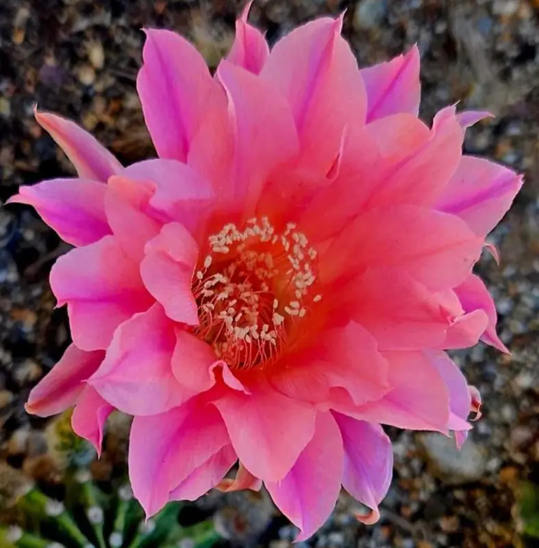 Pink Cactus Flower Blooming Beauty