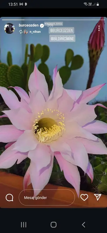 Pink Cactus Flower In Bloom