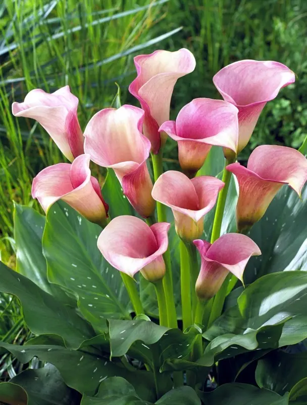 Pink Calla Lilies Arrangement