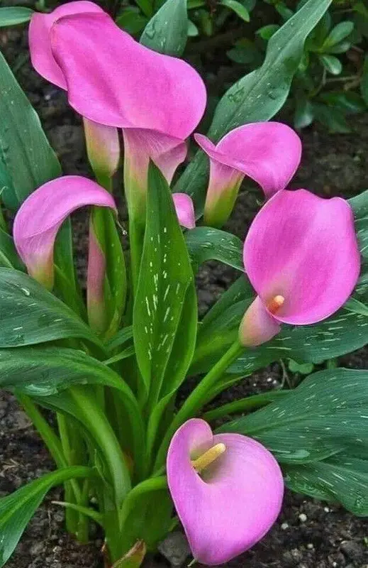 Pink Calla Lilies Blossoming