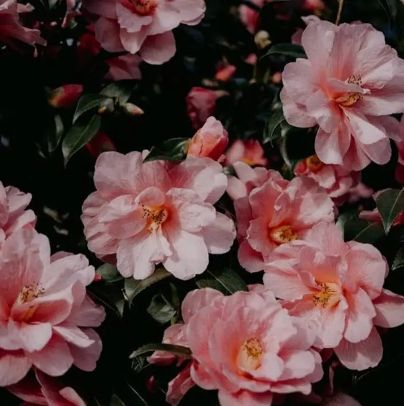 Pink Camellia Blooms Close-up