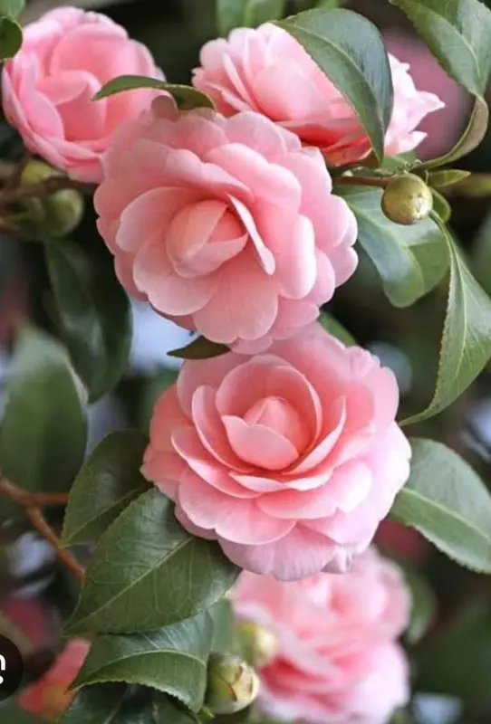 Pink Camellia Flowers Close-up