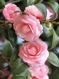 Pink Camellias In Bloom