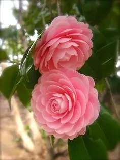 Pink Camellias On Branch