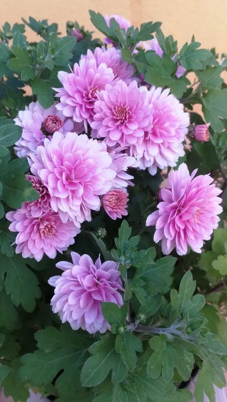 Pink Chrysanthemum Flowers Close-up
