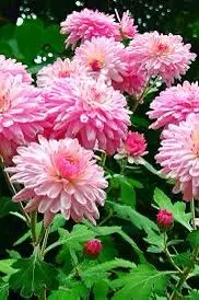Pink Chrysanthemums In Bloom