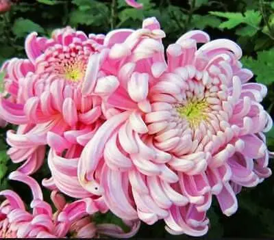 Pink Chrysanthemums In Bloom