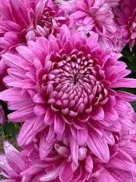 Pink Chrysanthemums In Bloom