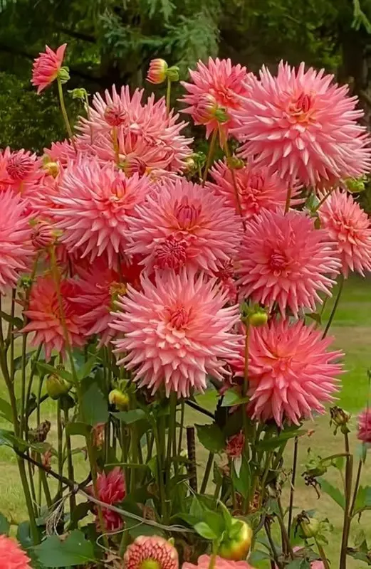 Pink Dahlia Flowers Blooming Scene