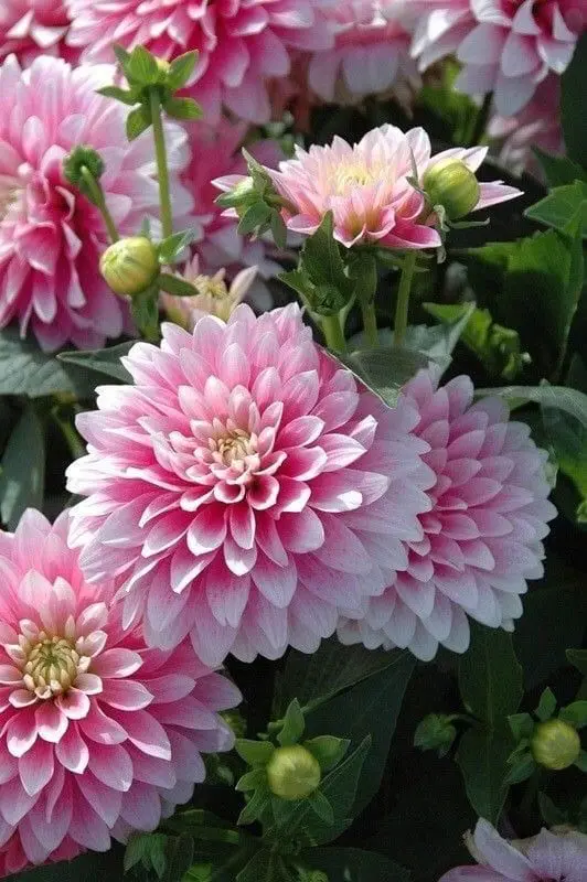 Pink Dahlias In Full Bloom