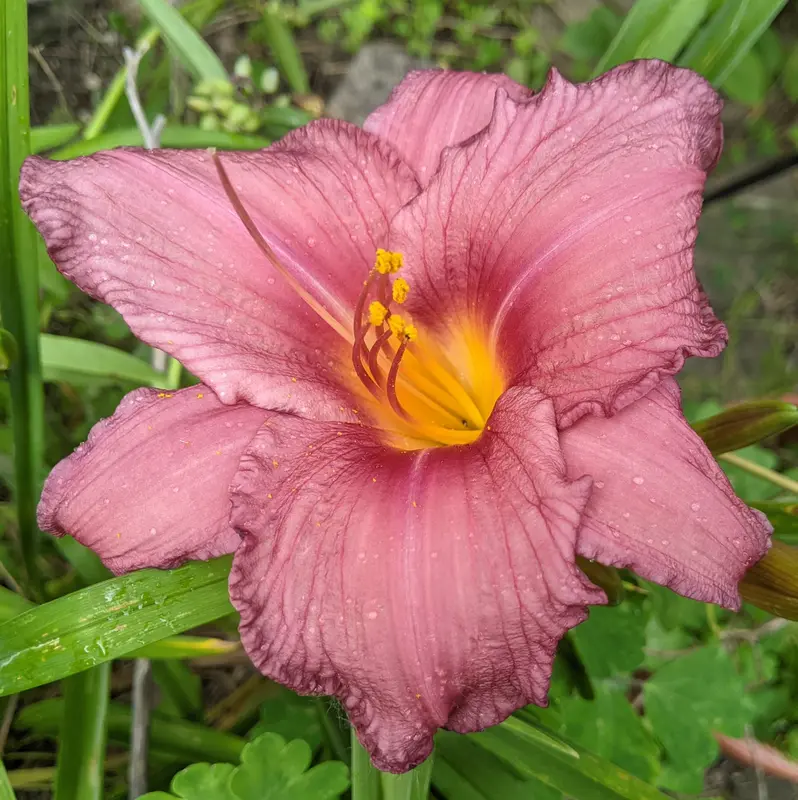 Pink Daylily Close-up Garden