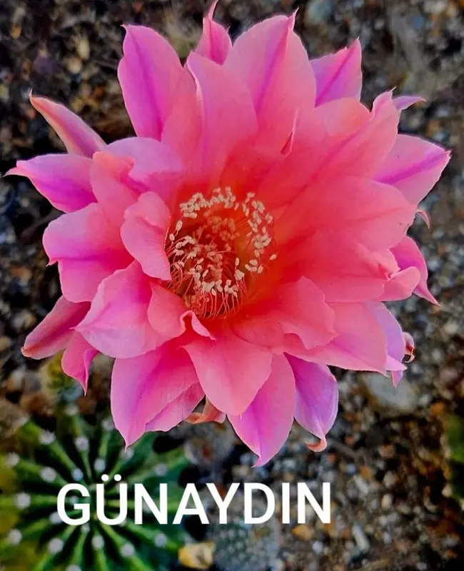 Pink Flower Bloom Close Up