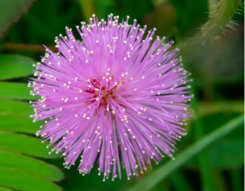 Pink Flower Detail, Close-up