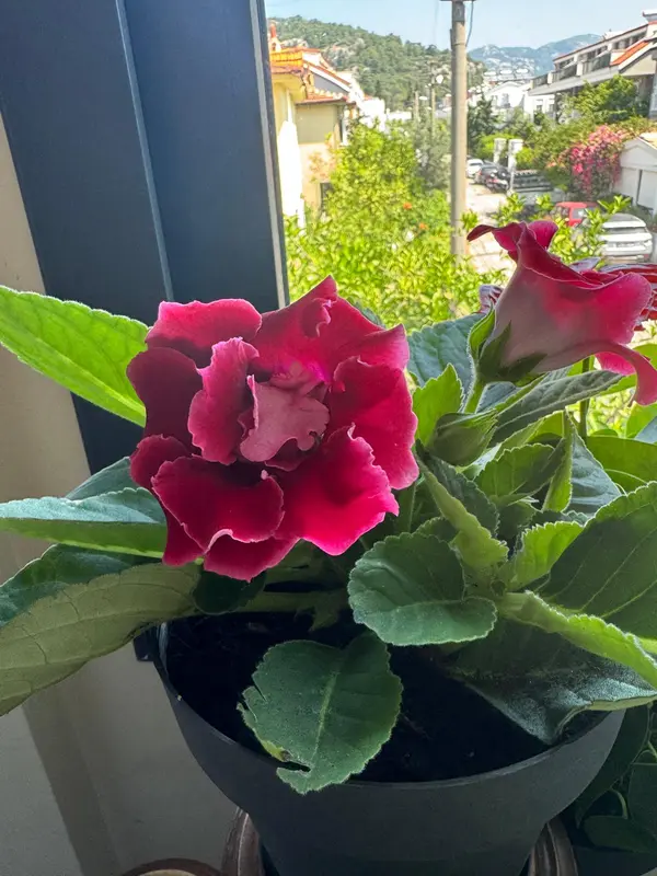 Pink Flower In Window