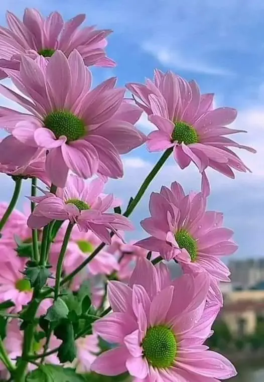 Pink Flowers And Blue Sky