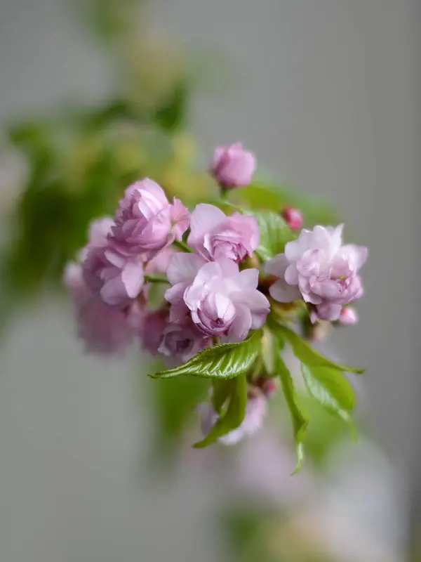 Pink Flowers And Green Leaves