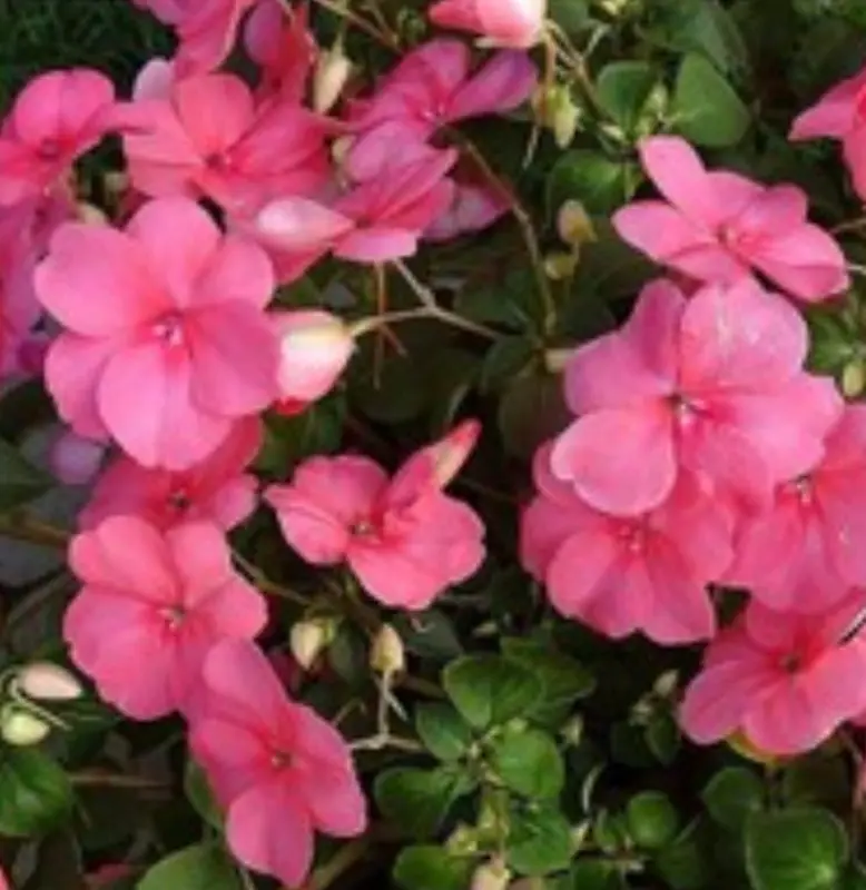Pink Flowers And Greenery