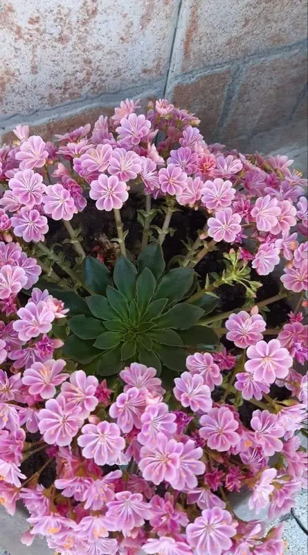 Pink Flowers And Succulent Center