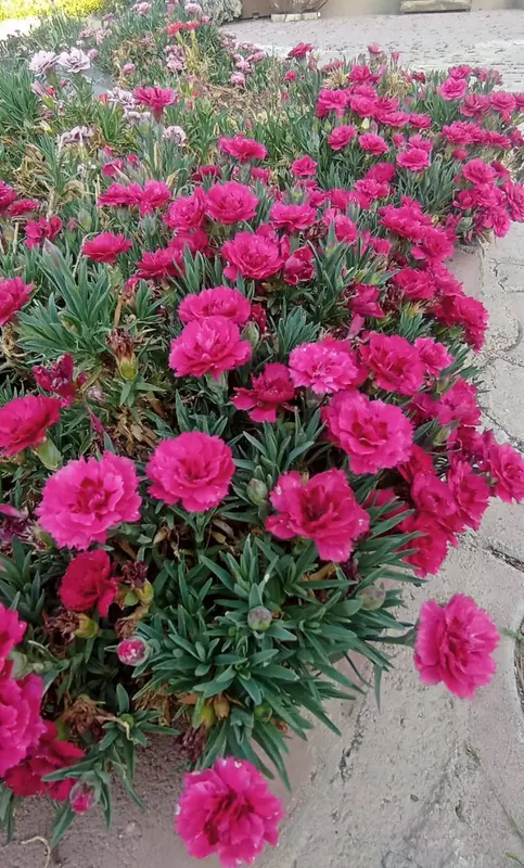 Pink Flowers Blooming Gracefully