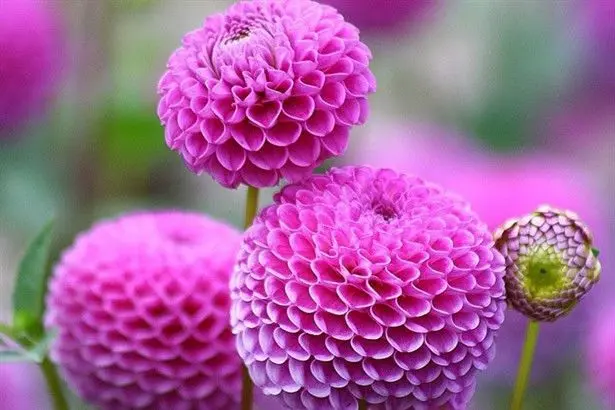 Pink Flowers Close Up