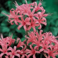 Pink Flowers Close-up