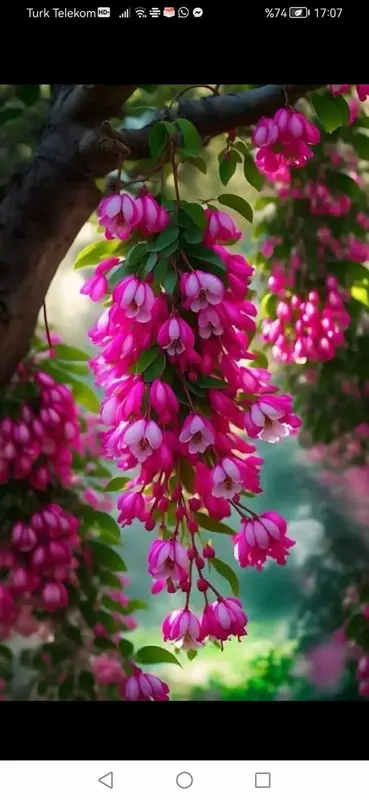 Pink Flowers Hanging Cascade